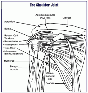 Shoulder Joint Pictures