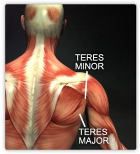 Teres Major Picture