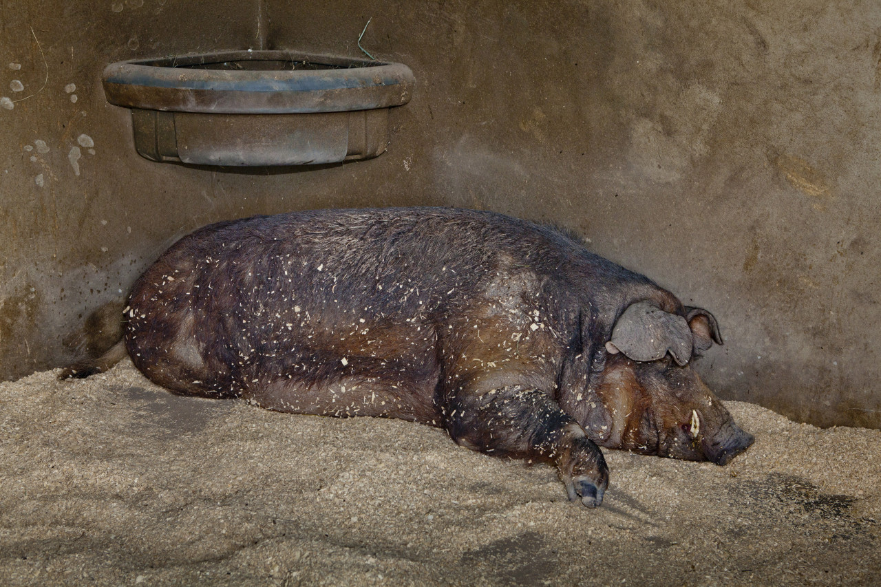 “Lewis” Red Wattle Pig