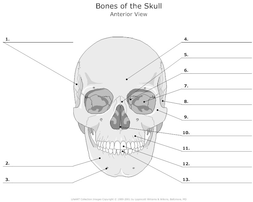 Unlabeled Diagram Of The Human Skeleton Koibana Info - vrogue.co