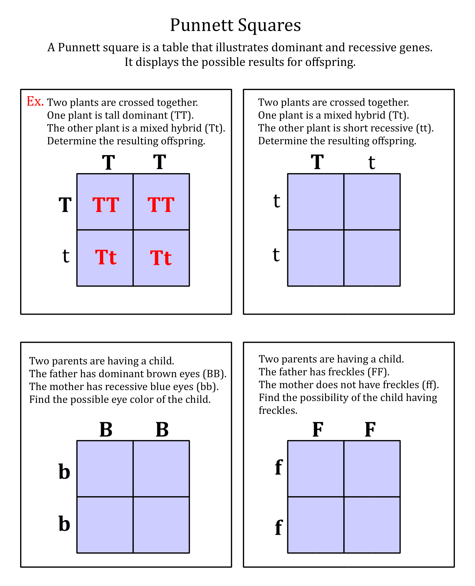 Punnett Squares Practice Worksheet