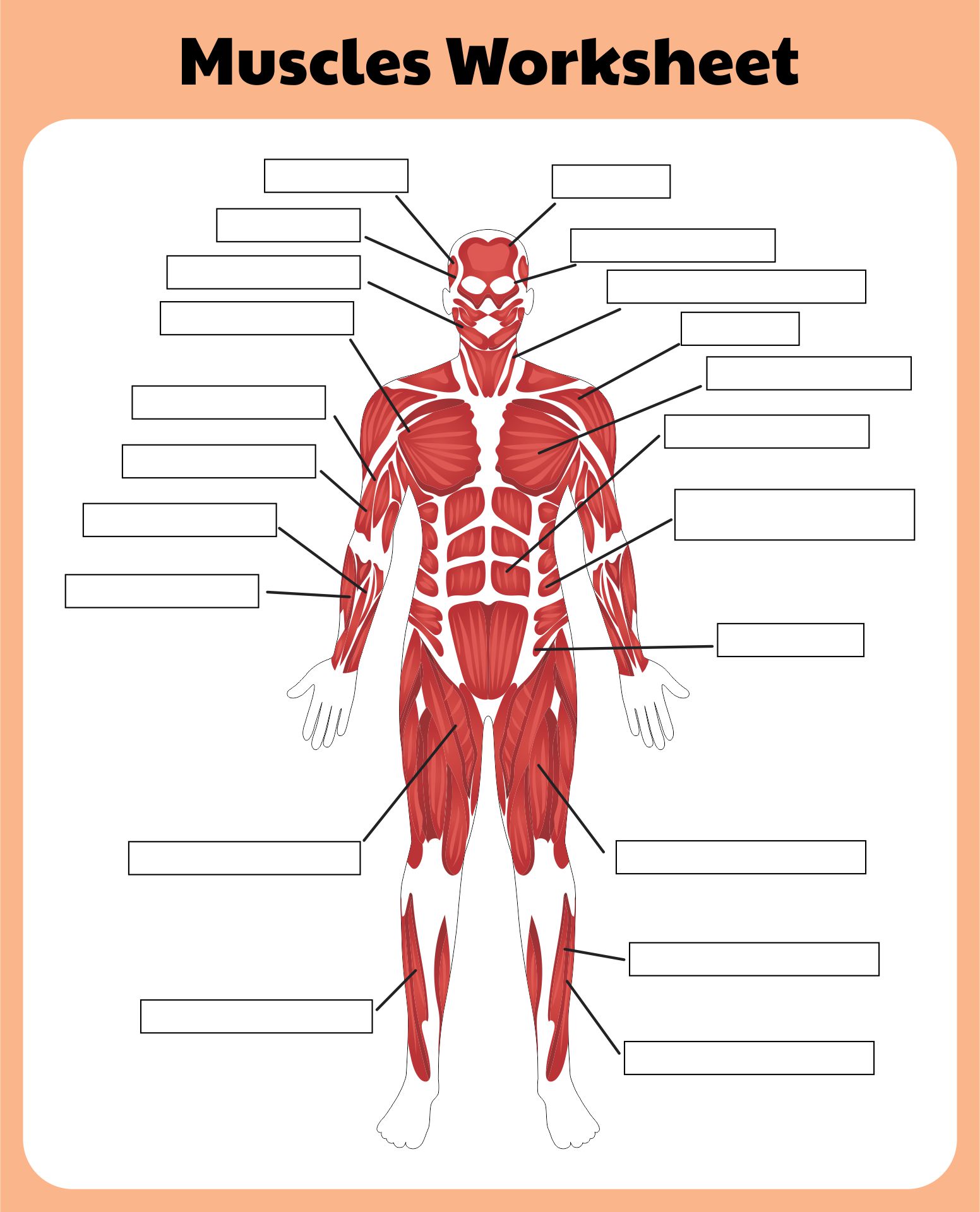 Skeletal Muscles Blank Diagram