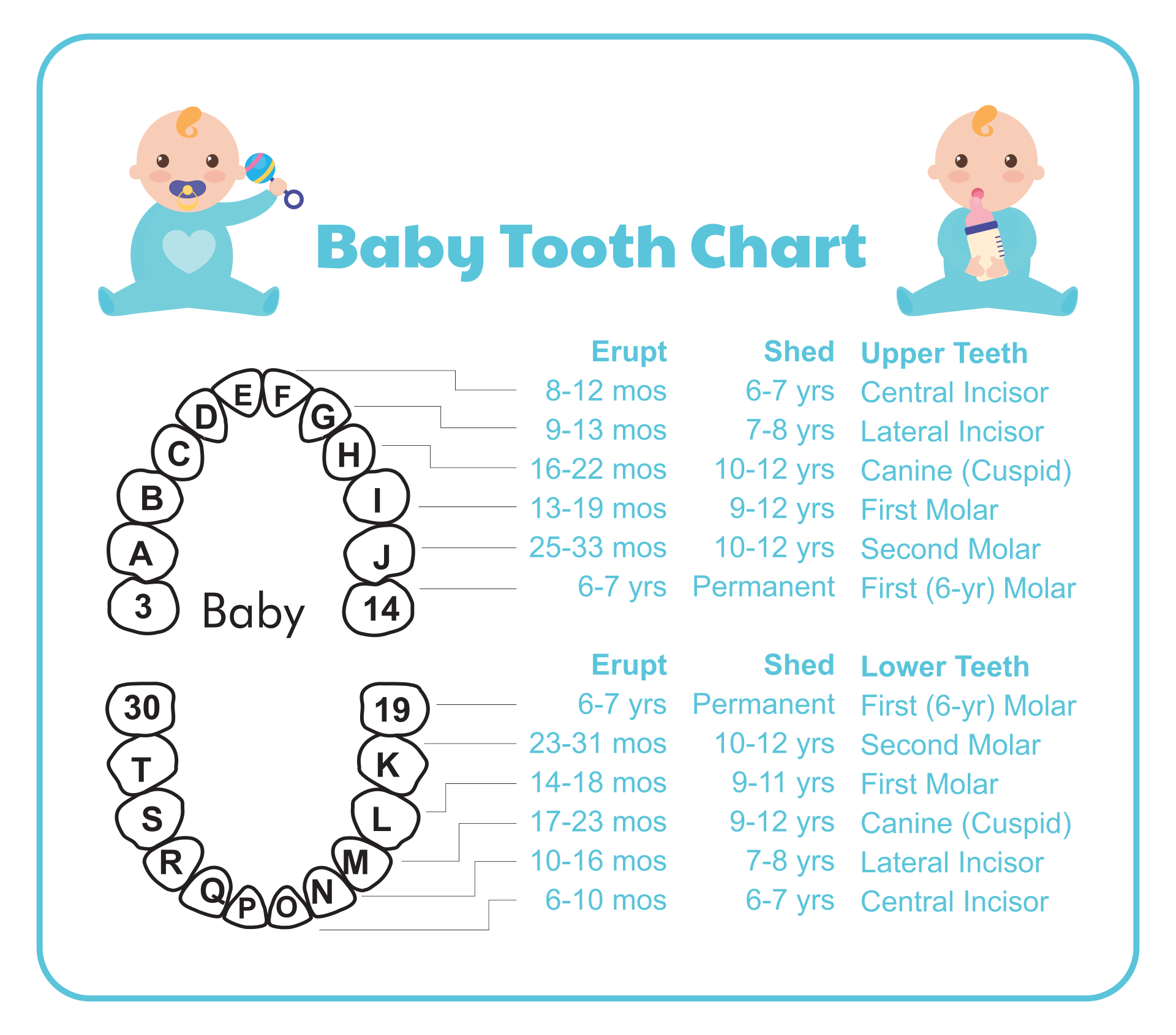 Teeth Chart Printable