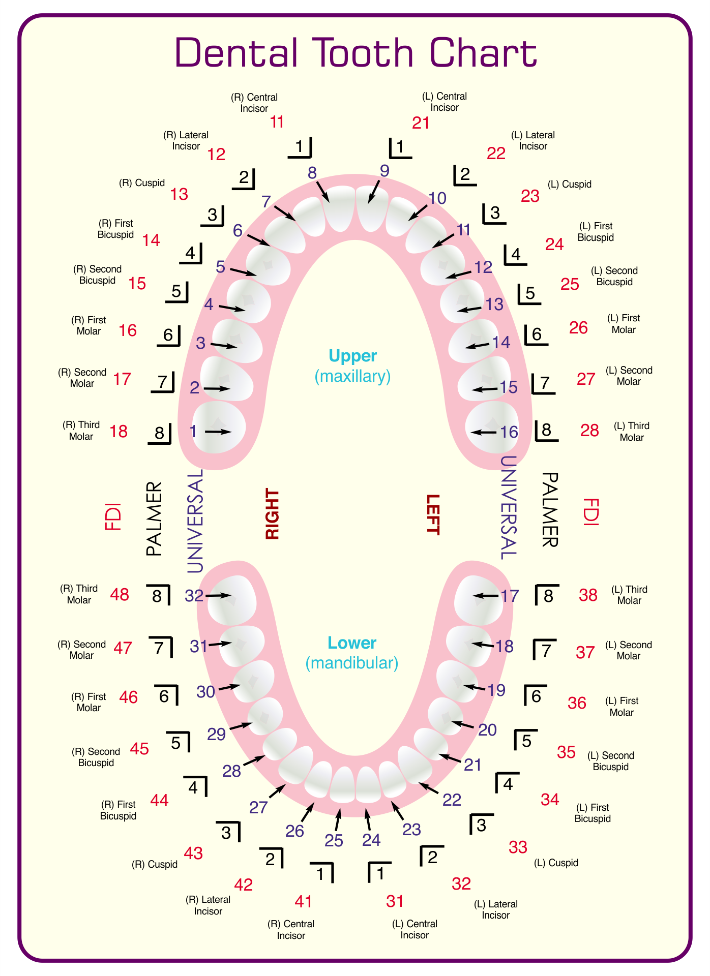 Printable Dental Tooth Charting Form