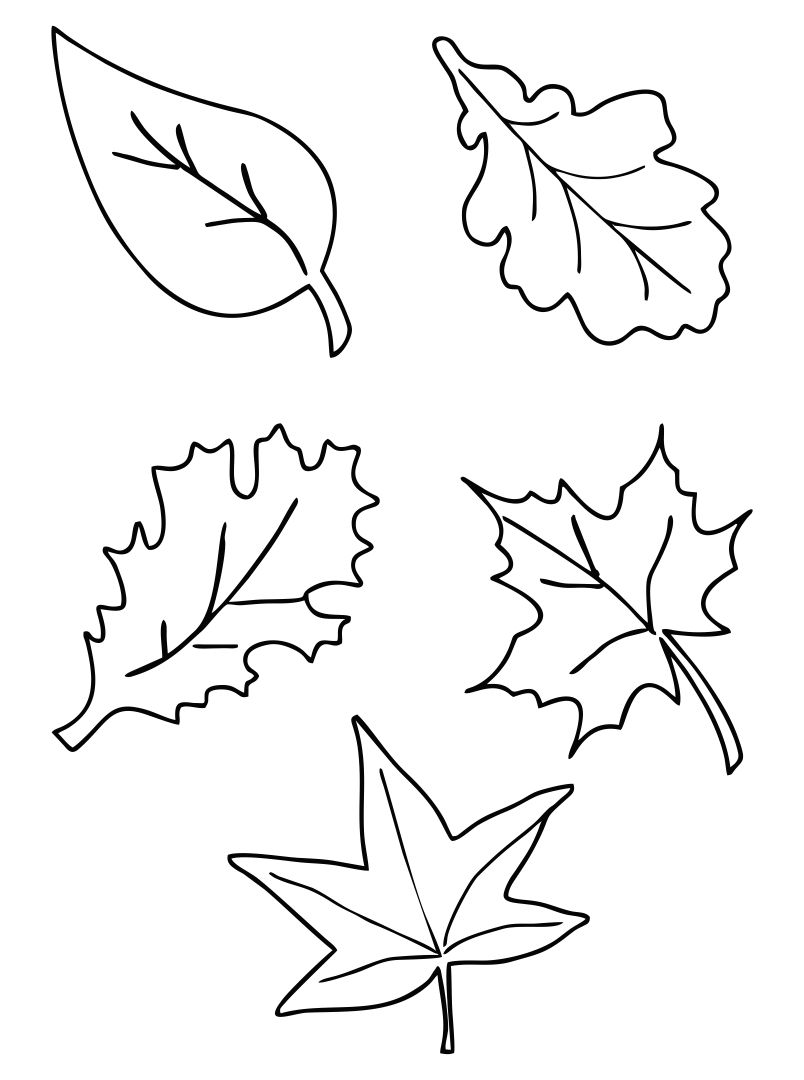 Template Of A Fall Leaf