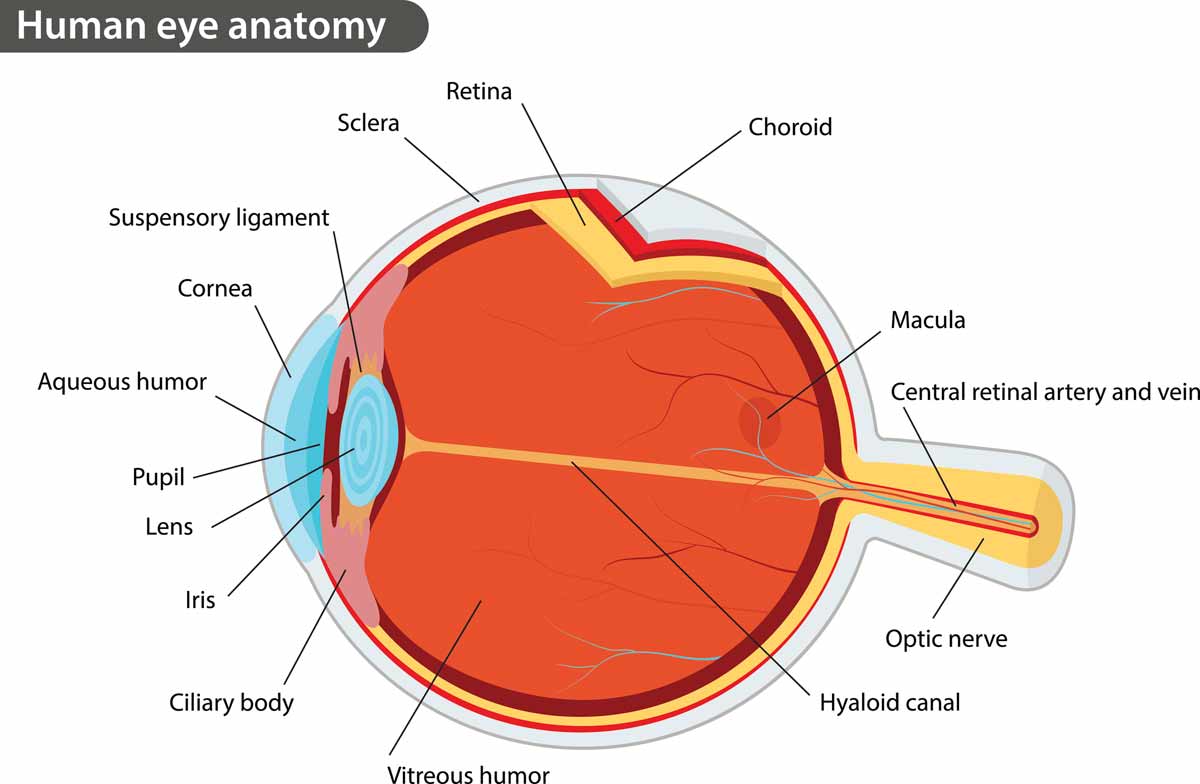 Eye Injury Attorney for Lawsuit Seeking Compensation