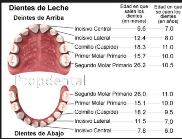 cronología de erupción de dientes temporales