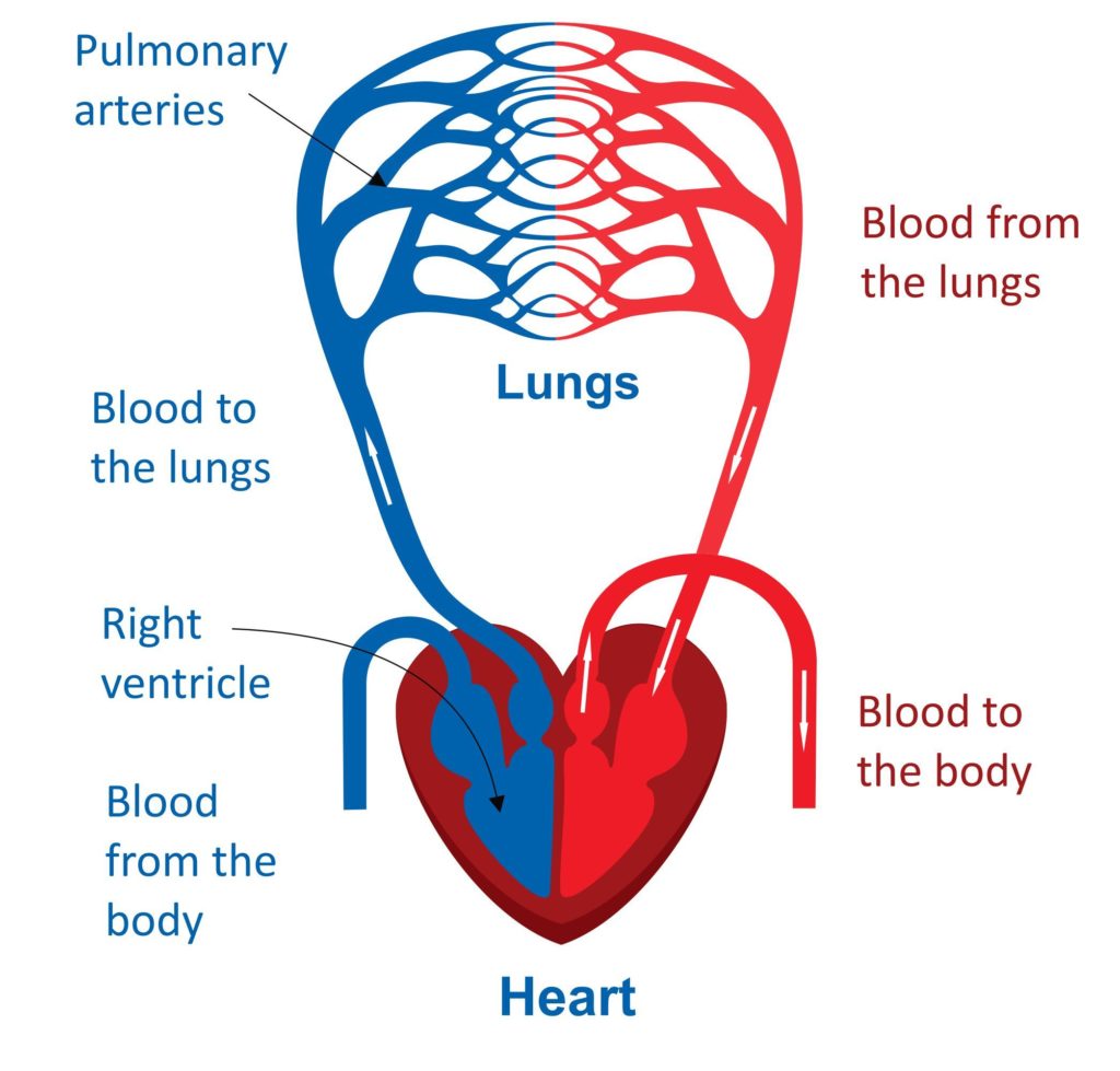 What Is Human Circulatory System Human Heart Circulat - vrogue.co