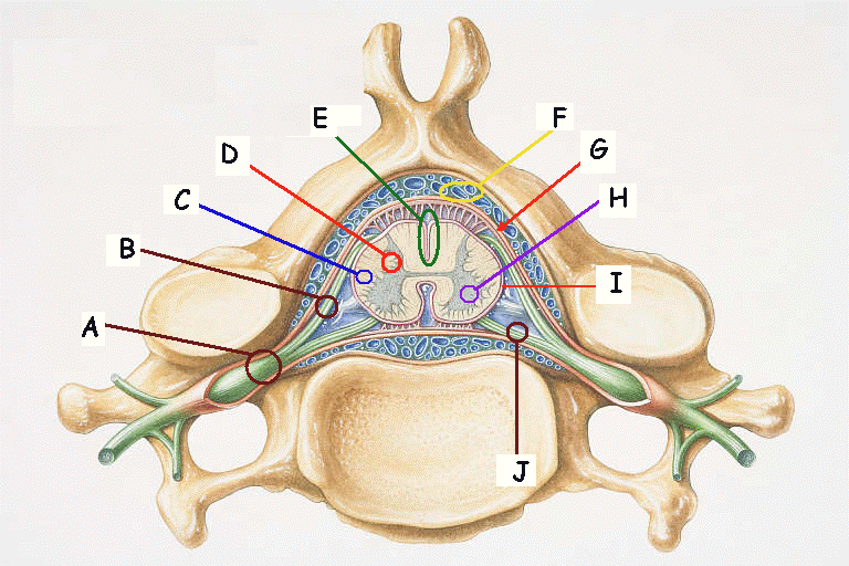 Spinal Cord Model Quiz