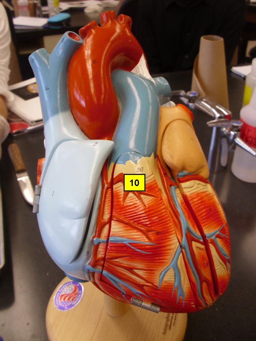 The Ultimate Heart Model & Sheep Heart Practice Quiz! - Trivia & Questions