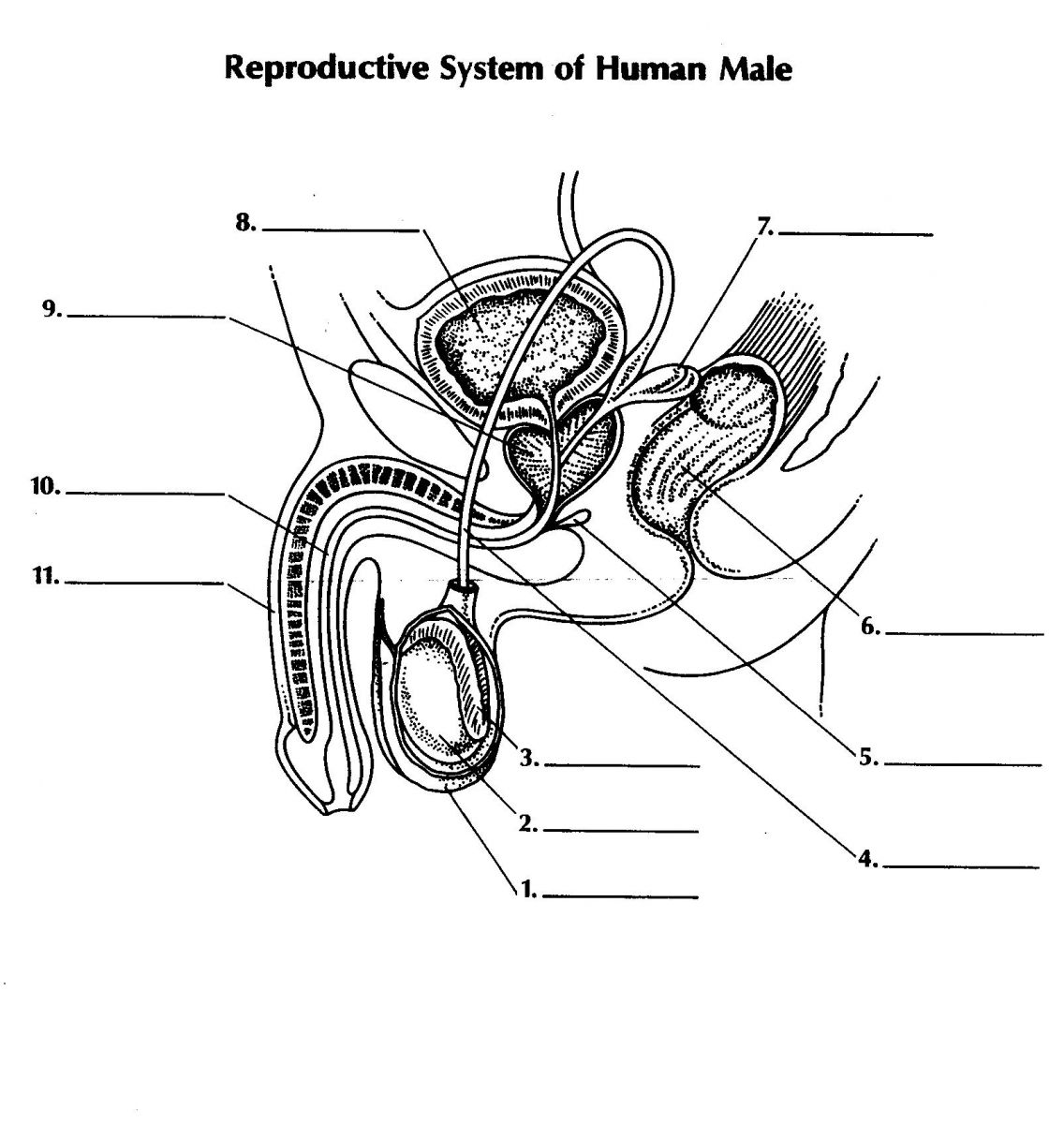 Male Reproductive System Labeling Quiz Questions And Answers - ProProfs ...