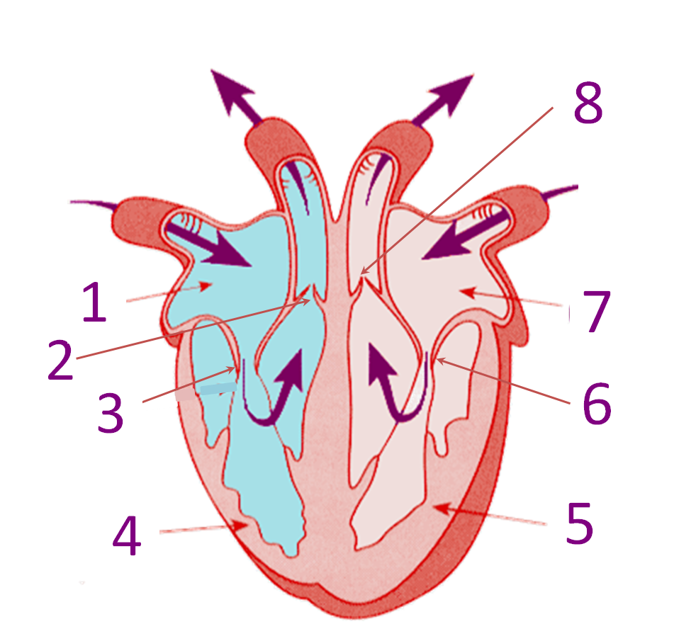 Parts Of The Heart Explained