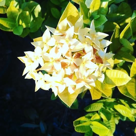 White ixora from Thailand