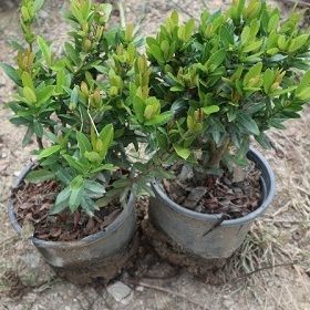 Ixora pot plants