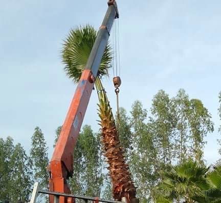 Palm exporting quality to vietnam via truck , we offer palm whashingtonia very cheap price Washingtonia robusta Mexican Fan Palm