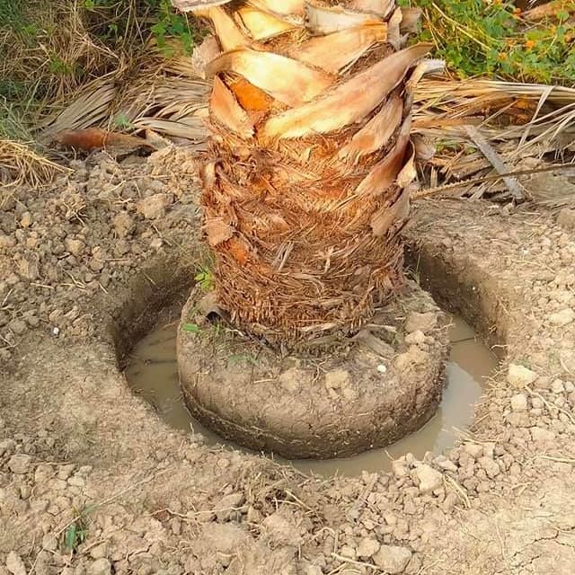 We dug the palm from the ground and surrounded it when ready to load it into the container.