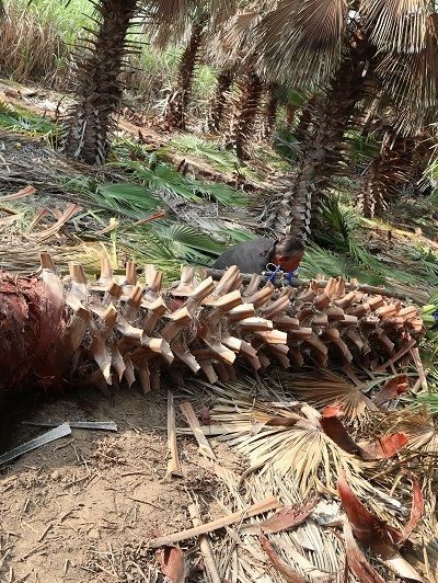 Washingtonia robusta palm trees from north of thailand supply to vietnam laos Our palms are standard exported and dig direclty by our plantations This is the reason why we offer it cheaper than anywh