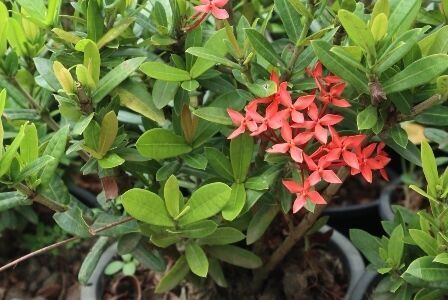 Ixora plants from nursery directly to UAE and brunie