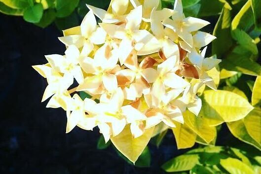 Ixora plants for sale to UAE qatar and bahrain