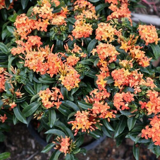 Ixora red shade to exporting dubai and bahrian