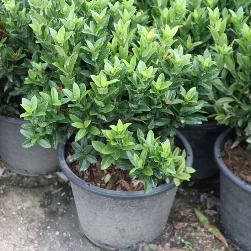 Ixora in pot plant for sale to middle east country