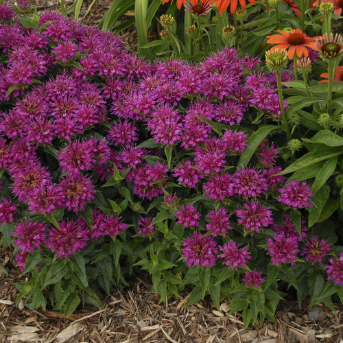 monarda_pardon_my_purple2.jpg