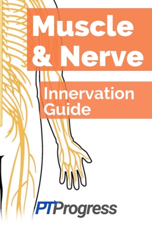 Muscle and Nerve Guide: The Ultimate Muscle Innervation Chart