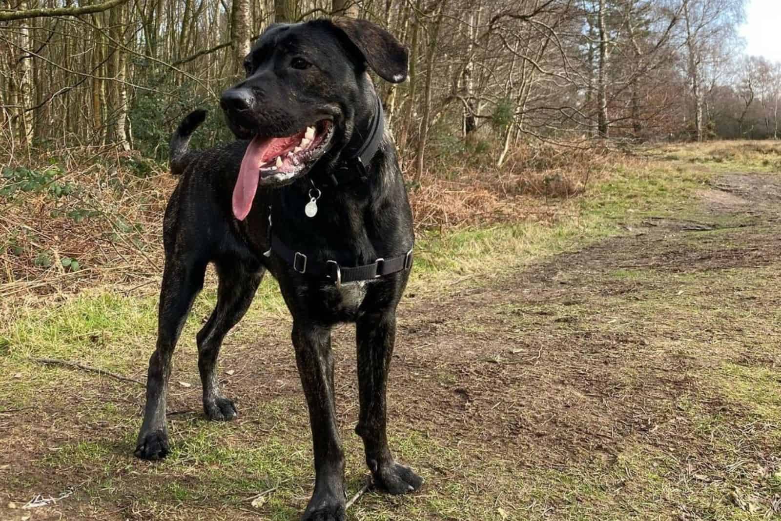 cane corso german shepherd mix