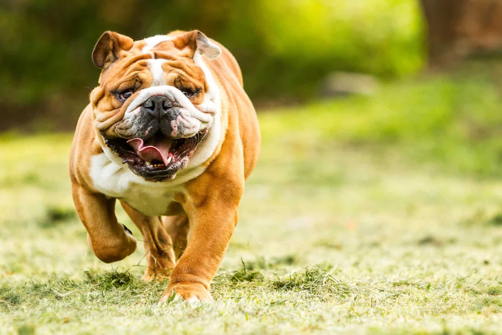 English Bulldog Growth Chart — When Will My Pup Stop Growing?