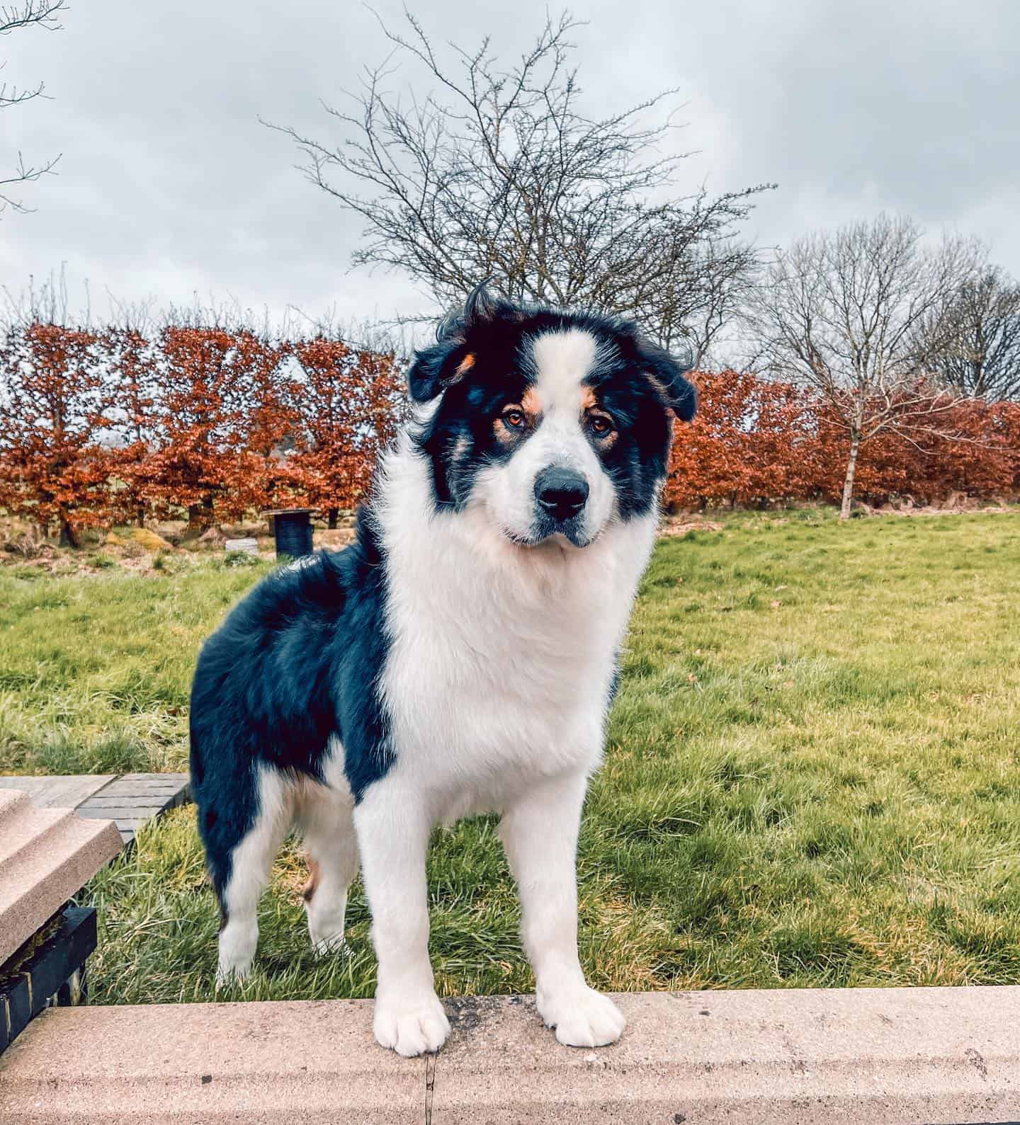 Alaskan Malamute Bernese Mountain Dog Mix