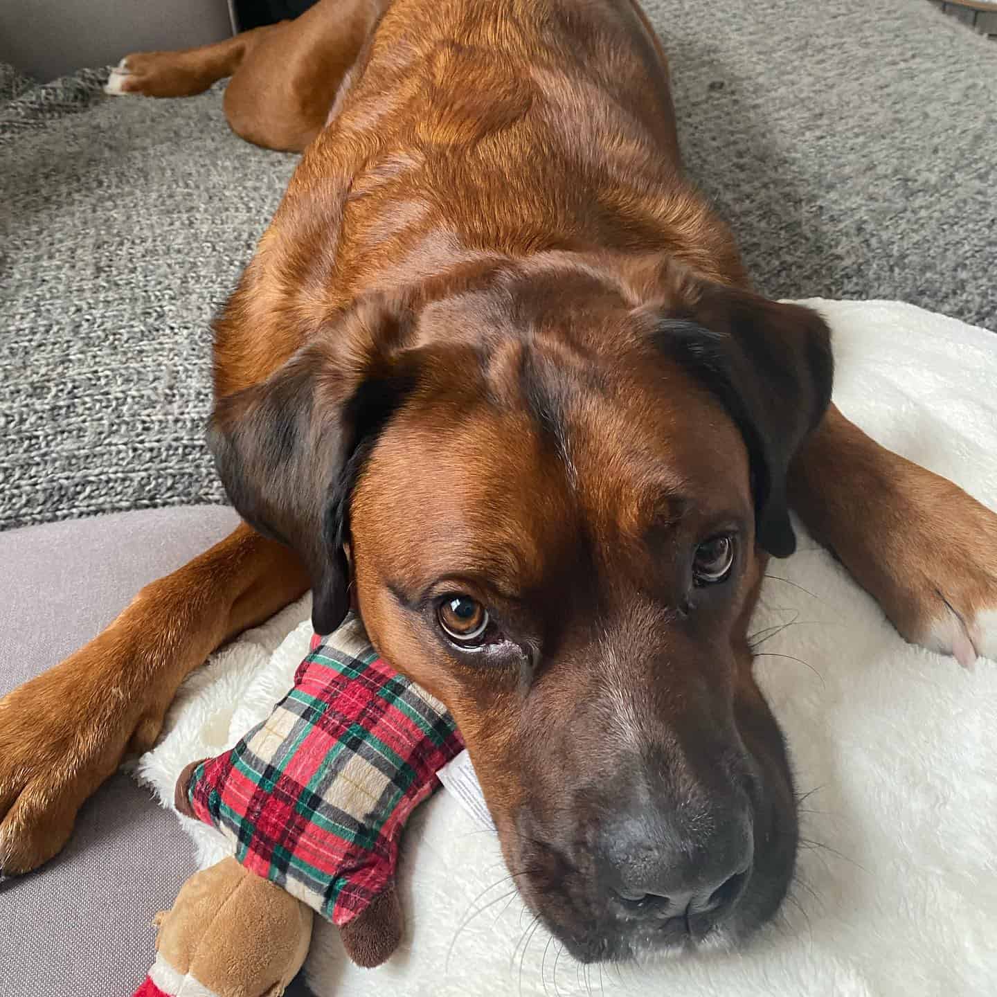 Boxer Bernese Mountain Dog Mix