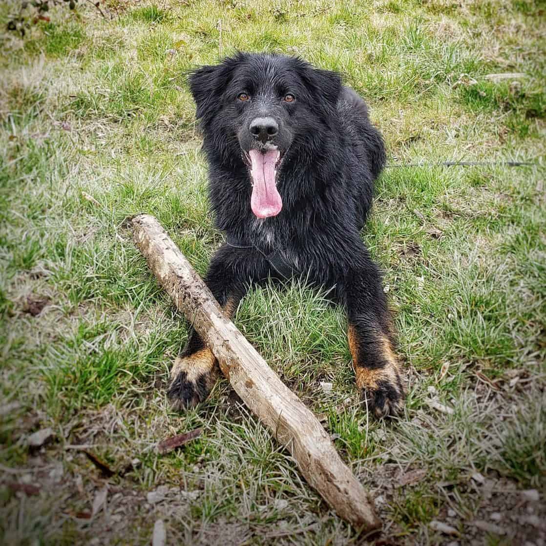 German Shepherd Bernese Mountain Dog Mix on the grass