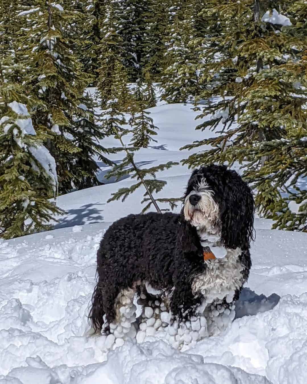 Labradoodle X Bernese Mountain Dog Mix