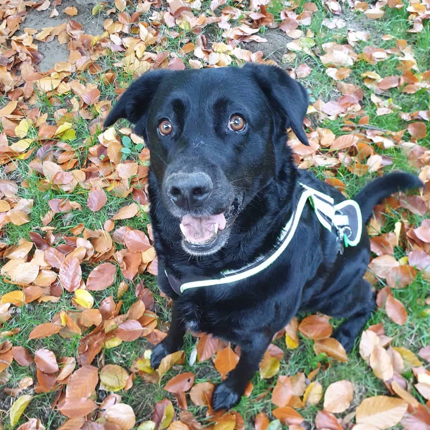 Labrador Retriever Bernese Mountain Dog Mix