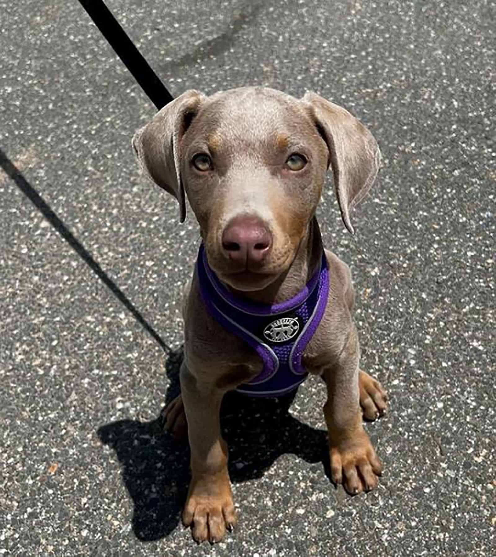 fawn doberman puppy sitting on the sidewalk