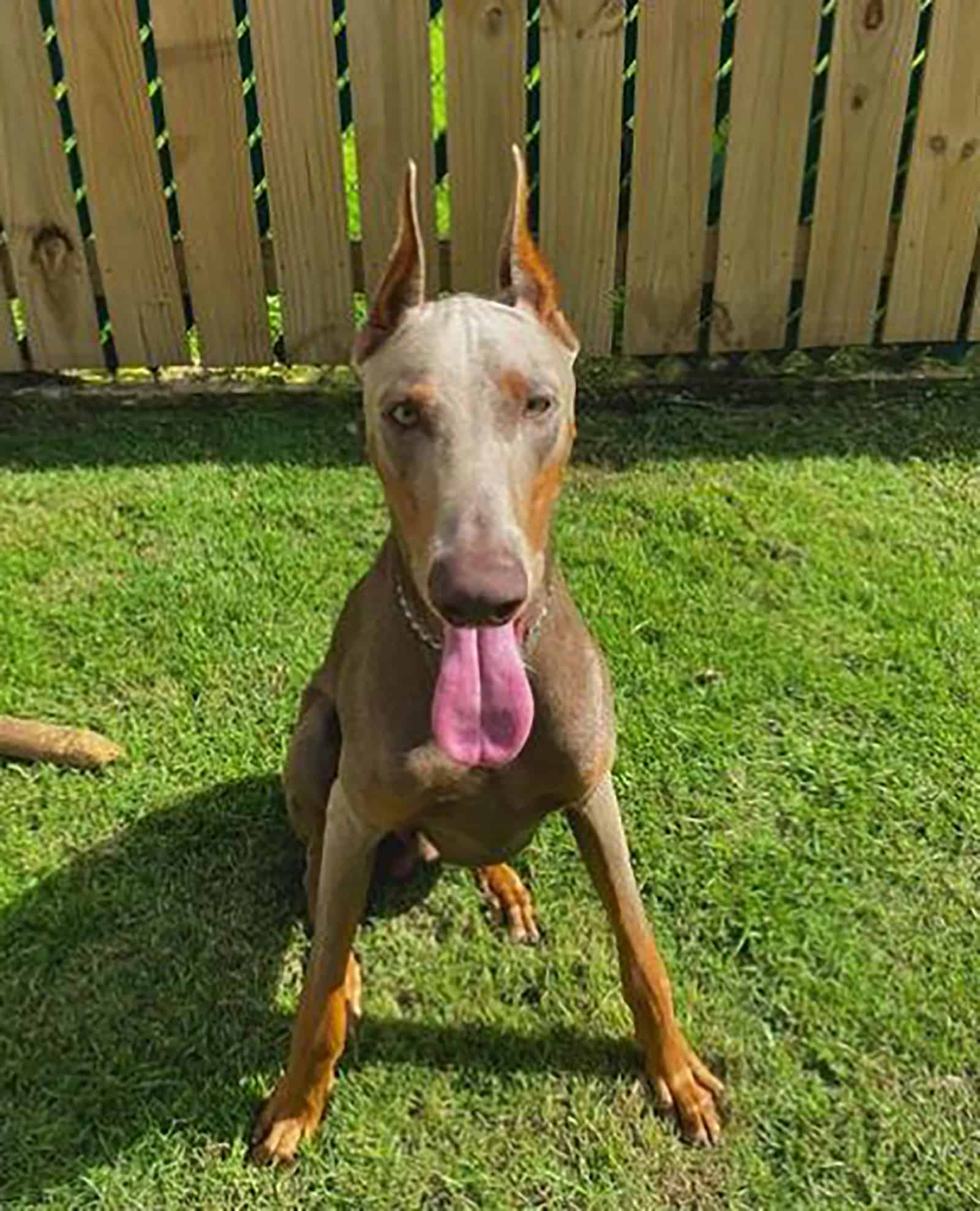 fawn doberman sitting on the lawn