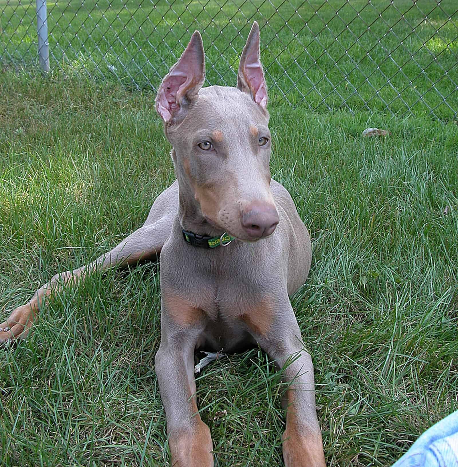 fawn doberman lying on the lawn