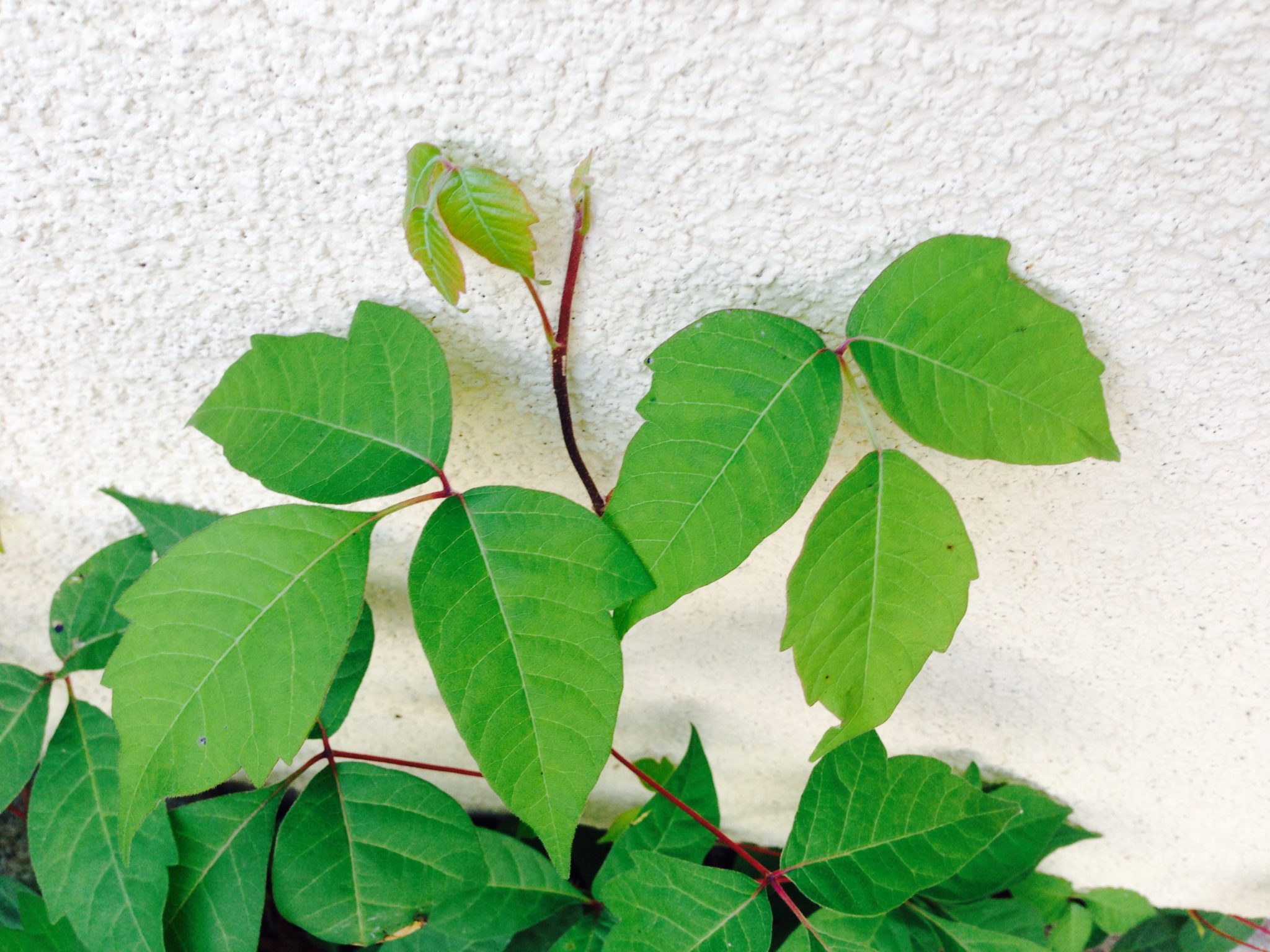 ‘Leaves’ of Three, Let It Be Should Be ‘Leaflets’ of Three