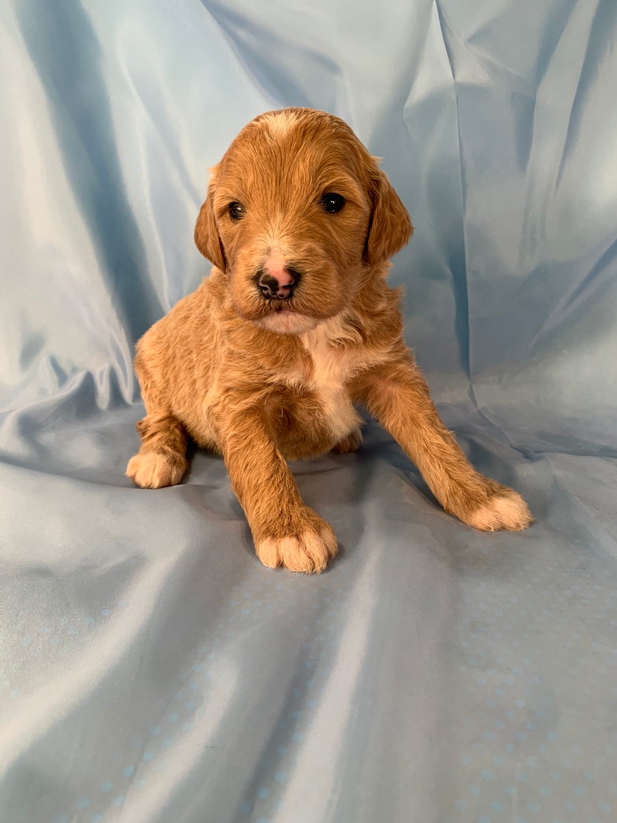 F1 Apricot and White Female Bernedoodle Puppy For Sale