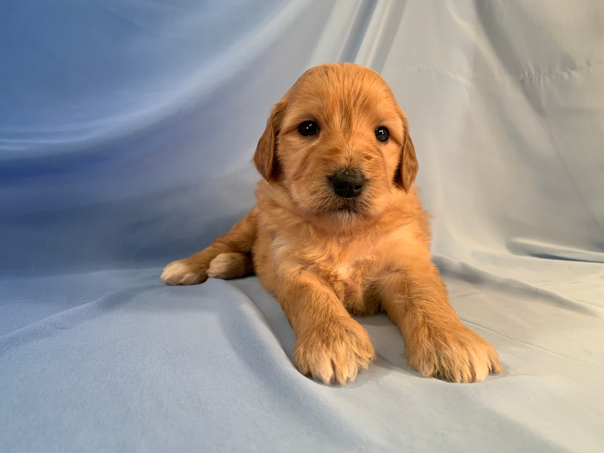 F1 Female Bernedoodle Puppy For Sale, Standard Apricot And White, DOB 10-11-2020, $1800