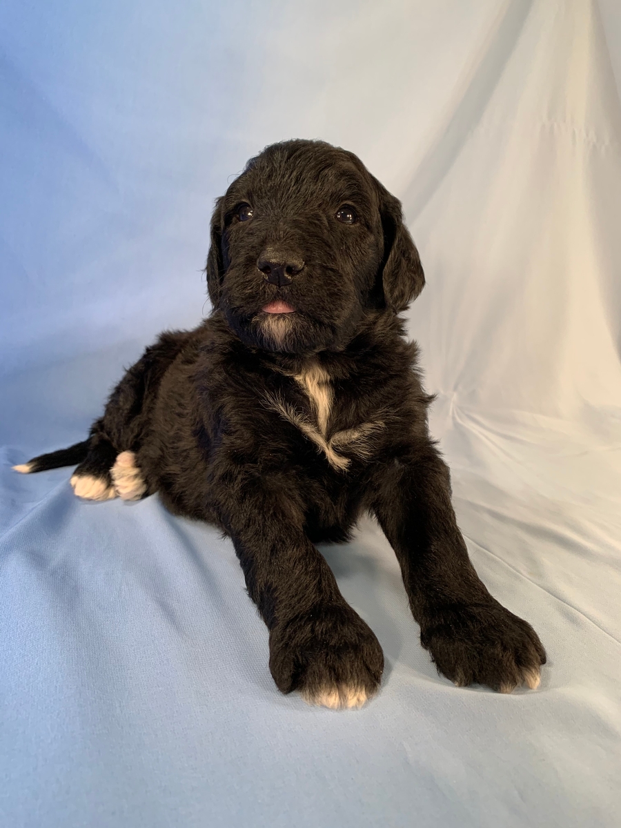 Bernedoodle Pup, Black Male With White Markings DOB 2020-10-11 $1800