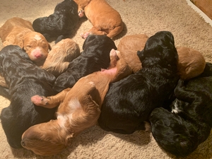 Red, Black, White, Standard Bernedoodles Born 4-20-2021 $1800