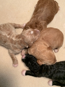 Bernedoodle Litter Ready December 2020, Standard Puppies, Iowa Breeder