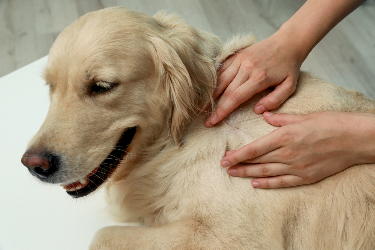 Understanding skin lumps on cats & dogs: Causes, symptoms, and ...