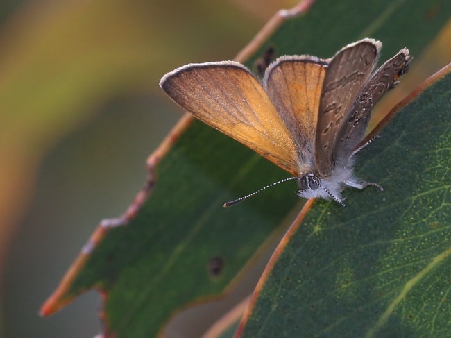 Acrodipsas aurata on Hat Hill