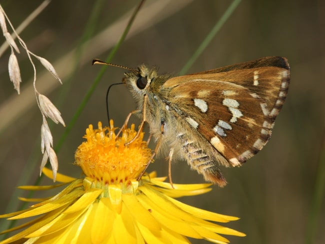 Atkinsia dominula in Kanangra Boyd National Park