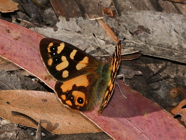 Argynnina cyrila at Mount Alexandra