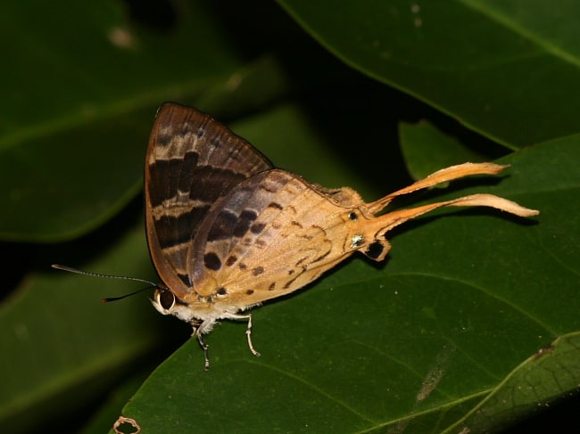 Bindahara phocides at Lake Placid