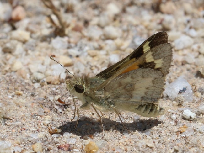 Croitana croites at Quairading