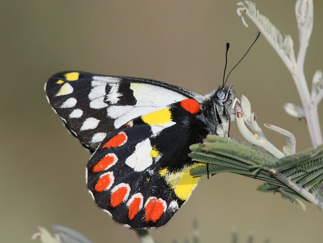 Delias aganippe at Mount Majura